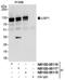 Ubiquitin Specific Peptidase 1 antibody, NB100-88116, Novus Biologicals, Western Blot image 