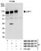 Ubiquitin carboxyl-terminal hydrolase 1 antibody, NB100-88116, Novus Biologicals, Western Blot image 