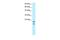 MYC Binding Protein antibody, PA5-40439, Invitrogen Antibodies, Western Blot image 