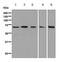 WASP Like Actin Nucleation Promoting Factor antibody, ab126626, Abcam, Western Blot image 