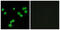 Serine And Arginine Rich Splicing Factor 5 antibody, GTX87392, GeneTex, Immunocytochemistry image 