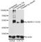 N-Myc Downstream Regulated 1 antibody, A01327S330, Boster Biological Technology, Western Blot image 