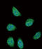 Serpin Family A Member 6 antibody, abx025878, Abbexa, Immunofluorescence image 