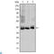 Mitogen-Activated Protein Kinase Kinase 4 antibody, LS-C812697, Lifespan Biosciences, Western Blot image 