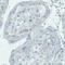 Tetraspanin 7 antibody, AMAb90624, Atlas Antibodies, Immunohistochemistry paraffin image 