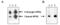 TNF Superfamily Member 13 antibody, ALX-804-801-C100, Enzo Life Sciences, Western Blot image 