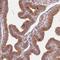 WD Repeat Domain 54 antibody, NBP1-82275, Novus Biologicals, Immunocytochemistry image 