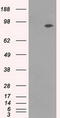 Neurotrophic Receptor Tyrosine Kinase 3 antibody, LS-C114635, Lifespan Biosciences, Western Blot image 