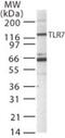 Toll Like Receptor 7 antibody, 49-803, ProSci, Western Blot image 