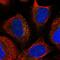TBC1 Domain Family Member 23 antibody, HPA038151, Atlas Antibodies, Immunofluorescence image 