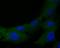 Thioredoxin Related Transmembrane Protein 1 antibody, NBP2-80422, Novus Biologicals, Immunocytochemistry image 