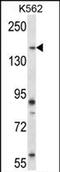 Pseudopodium Enriched Atypical Kinase 1 antibody, PA5-71924, Invitrogen Antibodies, Western Blot image 