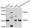 Tripartite Motif Containing 27 antibody, STJ28488, St John