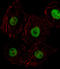 Homeobox D8 antibody, LS-C159867, Lifespan Biosciences, Immunofluorescence image 