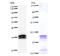 Threonyl-TRNA Synthetase antibody, LS-C342394, Lifespan Biosciences, Western Blot image 