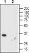 Calcium release-activated calcium channel protein 1 antibody, MA5-27545, Invitrogen Antibodies, Western Blot image 