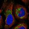 G Protein Subunit Gamma 12 antibody, HPA062208, Atlas Antibodies, Immunofluorescence image 