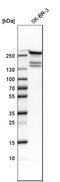 FAS antibody, HPA006461, Atlas Antibodies, Western Blot image 