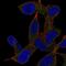 GRB2 Associated Binding Protein 2 antibody, NBP2-55547, Novus Biologicals, Immunofluorescence image 