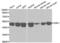 Serum/Glucocorticoid Regulated Kinase 1 antibody, abx000966, Abbexa, Western Blot image 