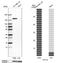 Serine/Threonine Kinase 10 antibody, NBP2-13396, Novus Biologicals, Western Blot image 
