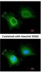 Cytochrome P450 Family 2 Subfamily R Member 1 antibody, NBP1-32883, Novus Biologicals, Immunofluorescence image 