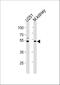 Core 1 Synthase, Glycoprotein-N-Acetylgalactosamine 3-Beta-Galactosyltransferase 1 antibody, A05198, Boster Biological Technology, Western Blot image 