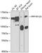 Protein Phosphatase 1 Regulatory Subunit 12A antibody, 22-417, ProSci, Western Blot image 