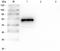 Signal Transducer And Activator Of Transcription 5A antibody, orb345725, Biorbyt, Western Blot image 