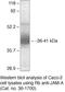 F11 Receptor antibody, 36-1700, Invitrogen Antibodies, Western Blot image 