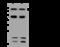 Cytoskeleton Associated Protein 2 antibody, 201352-T34, Sino Biological, Western Blot image 