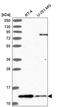 Tax1 Binding Protein 3 antibody, HPA046410, Atlas Antibodies, Western Blot image 