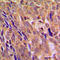 Component Of Inhibitor Of Nuclear Factor Kappa B Kinase Complex antibody, LS-C352033, Lifespan Biosciences, Immunohistochemistry paraffin image 