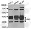 Uracil DNA Glycosylase antibody, A1261, ABclonal Technology, Western Blot image 