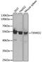 Thioredoxin Reductase 2 antibody, A5490, ABclonal Technology, Western Blot image 