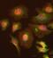 Dynamin 2 antibody, PA5-19800, Invitrogen Antibodies, Immunofluorescence image 