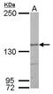 Nardilysin Convertase antibody, GTX114899, GeneTex, Western Blot image 