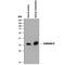 Calbindin 1 antibody, MAB3320, R&D Systems, Western Blot image 