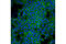 Notch Receptor 2 antibody, 4530P, Cell Signaling Technology, Immunofluorescence image 