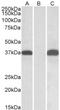 Pim-2 Proto-Oncogene, Serine/Threonine Kinase antibody, NBP2-26115, Novus Biologicals, Western Blot image 
