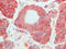 Melatonin-related receptor antibody, AM26725PU-N, Origene, Immunohistochemistry paraffin image 