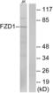 Frizzled Class Receptor 1 antibody, LS-C120658, Lifespan Biosciences, Western Blot image 