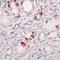 Cholecystokinin antibody, PA5-32348, Invitrogen Antibodies, Immunohistochemistry frozen image 