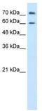 PO antibody, TA346138, Origene, Western Blot image 