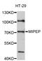 Mitochondrial Intermediate Peptidase antibody, STJ114514, St John