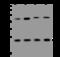 RAB7A, Member RAS Oncogene Family antibody, 310388-T44, Sino Biological, Western Blot image 