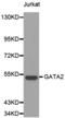 GATA Binding Protein 2 antibody, LS-C331057, Lifespan Biosciences, Western Blot image 