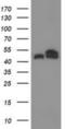 Tubulin beta-4 chain antibody, NBP2-00812, Novus Biologicals, Western Blot image 