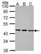 BRF2 RNA Polymerase III Transcription Initiation Factor Subunit antibody, GTX116223, GeneTex, Western Blot image 