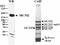 Minichromosome Maintenance Complex Component 2 antibody, ab4461, Abcam, Western Blot image 